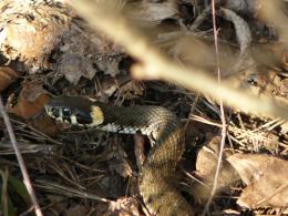 ssssssssssssssnake
